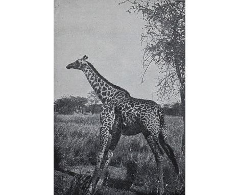 Dove,K.: Deutsch-Südwest-Afrika. Bln., Süsserott 1903. Mit zahlr., tls. ganzs. Textabb. u. 1 Faltkarte. 4 Bl., 208 S., 4 Bl. 