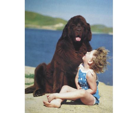 Weber,B.: Gentle Giants. A Book of Newfoundlands. New York u.a., Bulfinch Press 1994. 4°. Mit zahlr. ganzs. (einige farb.) ph
