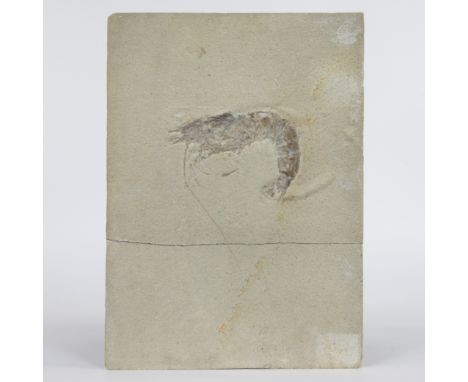 Fossil of a langoustFossiel van een langoust39 x 28.5 cm