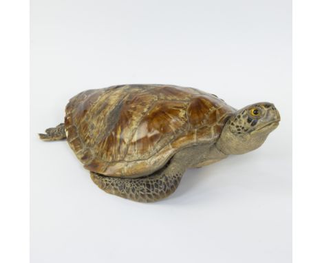 Taxidermy, water turtleTaxidermie, waterschildpad21 x 62 x 42 cm
