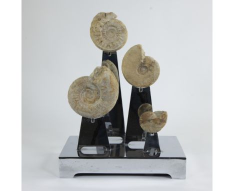 Group of fossil ammonites on modern pedestal, Jurassic/Cretaceous period, presented as an art objectGroep fossiele ammonieten