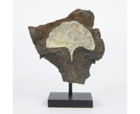 Fossil Ginkgo leaf, Ginkgo adiantoides, living fossil, Paleocene (66 million years), Morton county, North Dakota, USAFossiel 