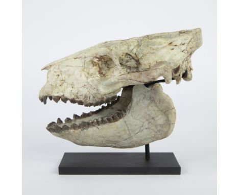 Oreodont skull, Eporeodon occidentalis, Oligocene (35 million yr), White River Badlands, South Dakota, USAOreodont schedel, E