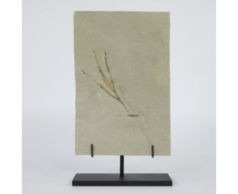 Fossil of a plant from the dinosaur age, Cycadee furcifolium, Jurassic (150 million y.), Solnhofen, GermanyFossiel van een pl