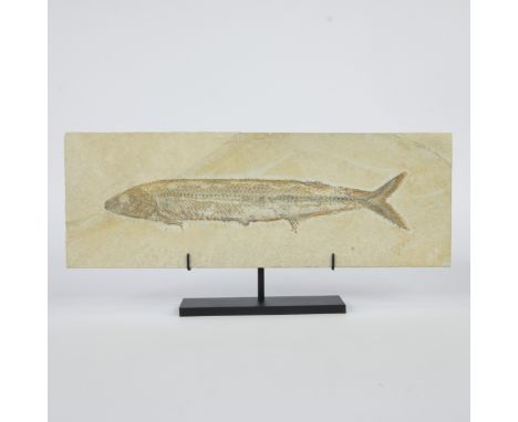 Fossil fish, Allothrissops salmoneus, Jurassic (150 million years), Solnhofen, GermanyFossiele vis, Allothrissops salmoneus, 