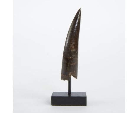 Dinosaur tooth, Spinosaurus aegyptiacus, Late Cretaceous (95 million yr), Kem Kem, MoroccoDinosaurus tand, Spinosaurus aegypt
