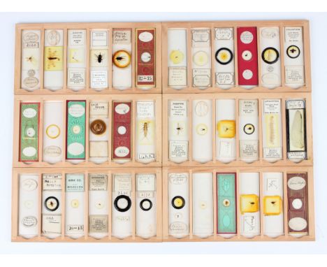 A large collection of microscope specimen slides, late Victorian and later, comprising sixty-six mostly entomological slides,