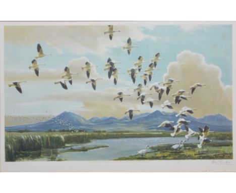 Peter Scott, Snow geese in California, colour print, signed, published by Arthur Ackermann, 35x55cm.