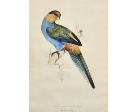 Edward Lear, A 19th Century hand coloured lithograph, A Red-capped Parrakeet', inscription verso, 17.25" x 12.75", (44x32.5cm