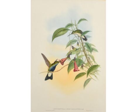 John Gould and H.D. Richter, 19th Century hand coloured lithograph of Humming birds, Sotheran's trade label verso, 20.5" x 13