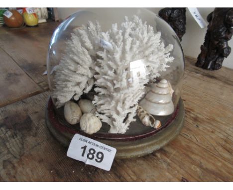  Sale Item:    CASED CORAL & SHELLS   Vat Status:   No Vat   Buyers Premium:  This lot is subject to a Buyers Premium of 15% 