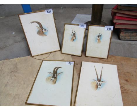  Sale Item:    5 PICTURES ANTELOPES (AF)   Vat Status:   No Vat   Buyers Premium:  This lot is subject to a Buyers Premium of