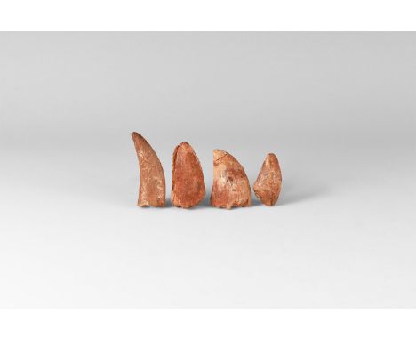 Cretaceous Period, 145-65 million years BP. A group of three Carcharodontosaurus saharicus teeth and a Bahariasaurus ingens t