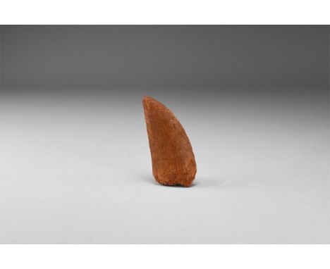 Cretaceous Period, 145-65 million years BP. A large tooth of Carcharodontosaurus saharicus from the Tegana formation of the S