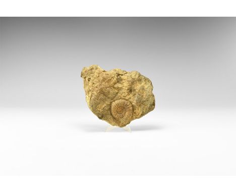 Jurassic Period, 200-145 million years BP. A segment of Jurassic sea floor with a complete ammonite on one side, a complete a