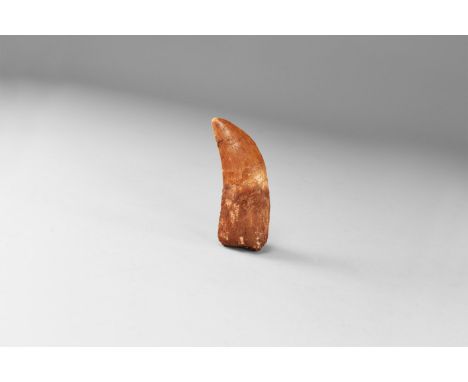 Cretaceous Period, Aptian Stage, 125-113 million years BP. A large tooth of Bahariasaurus ingens, a mid-sized carnivore from 
