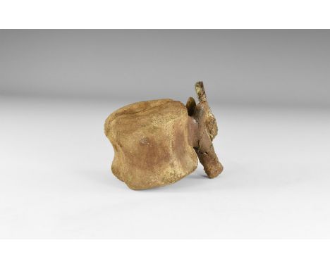 Upper Cretaceous Period, 70 million years BP. A Hadrosaur sp. dinosaur fossil vertebrae complete with neural arch.   343 gram