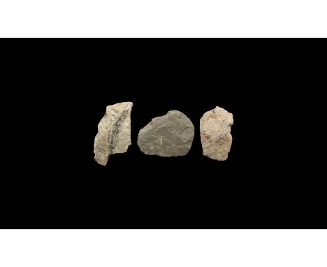 Carboniferous Period, 359-299 million years BP. A group of three fossil ferns in shale and limestone, one carbonized, from th
