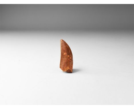 Cretaceous Period, 145-65 million years BP. A large tooth of a mid-sized Bahariasaurus ingens carnivore from the Tegana Forma