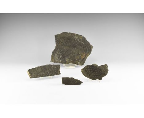 Carboniferous, 359-299 million tears BP. A group consisting of four specimens of stigmaria, the roots of coal forest lycopsid