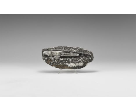 Ordovician Period 488-443 million years BP. A polished example of an Orthoceras sp. cephalopod in limestone, polished and sec