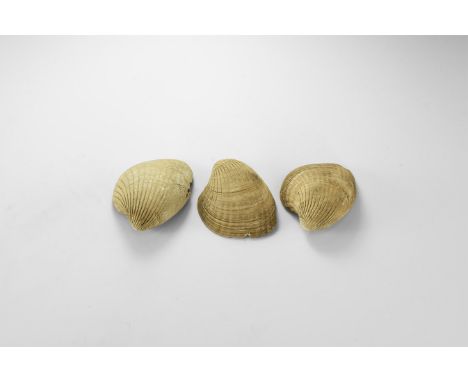 Eocene Epoch, 56-49 million years BP. A group of three Cardita sp. bivalves from Sussex, with A.B. Cotterill Collection, Woll