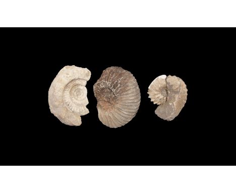 Cretaceous Period, 145-65 million years BP. A group of three fossil ammonites, one with old collector's label 'Mortoniceras I