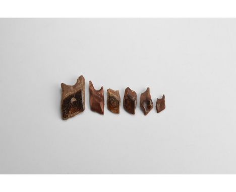 Lower Cretaceous Period, 120 million years BP. A group of six scales from an extinct garfish, Lepisosteus sp. from the Khouri
