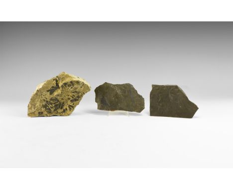 Carboniferous Period, 359-299 million years BP. A group of three plant fossils, one lepidendron with adhesive label to back a