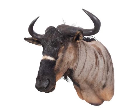 Taxidermy: Brindled Gnu (Connochaetes johnstoni), modern, by First Class Trophy Taxidermy, Denmark, a superb quality adult ma