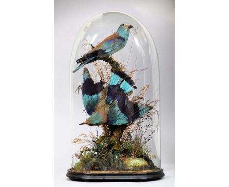 Taxidermy: A European &amp; Lilac-Breasted Roller (Coracias garrulus/ Coracias caudatus), a full mount adult European roller 