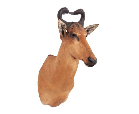 Taxidermy: Lichtenstein’s Hartebeest (Alcelaphus lichtensteinii), modern, by First Class Trophy Taxidermy, Denmark, a superb 