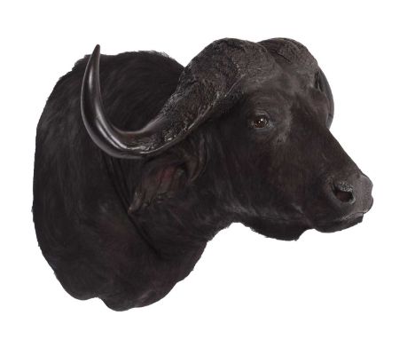 Taxidermy: Cape Buffalo (Syncerus caffer), modern, South Africa, by First Class Trophy Taxidermy, Denmark, a large superb qua