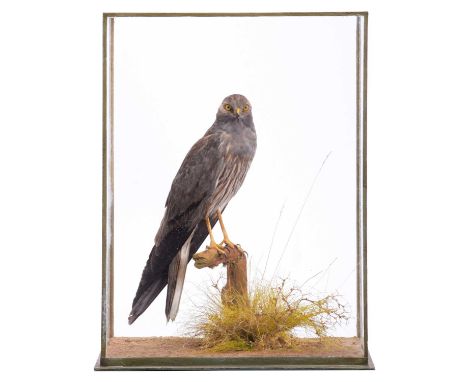 Taxidermy: A Cased Montagu's Harrier (Circus pygargus), early 20th century, by repute mounted by Rowland Ward Ltd, Taxidermis