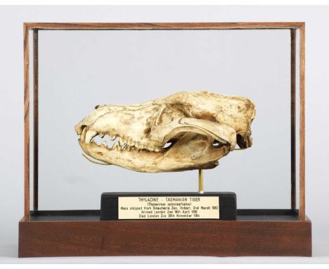 Natural History/Skulls: A Cased Recreation of a Thylacine Skull (†Thylacinus cynocephalus), modern, a life size cast of an ad