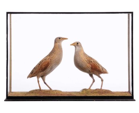 Taxidermy: A Cased Pair of Corncrake (Crex crex), early 20th century, by repute mounted by Rowland Ward Ltd, Taxidermist's, 1