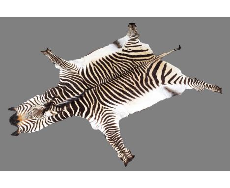 Skins/Hides: Hartmann's Mountain Zebra Skin (Equus zebra hartmannae), modern, tanned and prepared by First Class Trophy Taxid