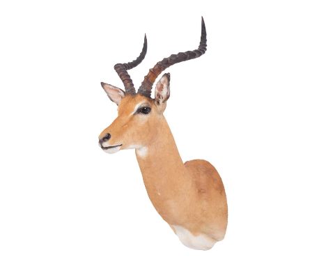 Taxidermy: Common Impala (Aepyceros Melampus) modern, South Africa, by First Class Trophy Taxidermy, Denmark, a high quality 