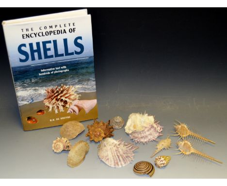 Conchology - three Troschels murex specimens, skeleton shells; other exotic examples; a clear sundial example; etc