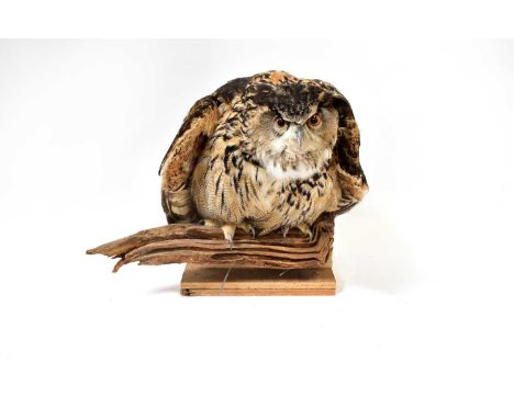 TAXIDERMY; an eagle owl naturalistically modelled on a wooden branch, by James Jackson of Liverpool Museums Conservation, hei