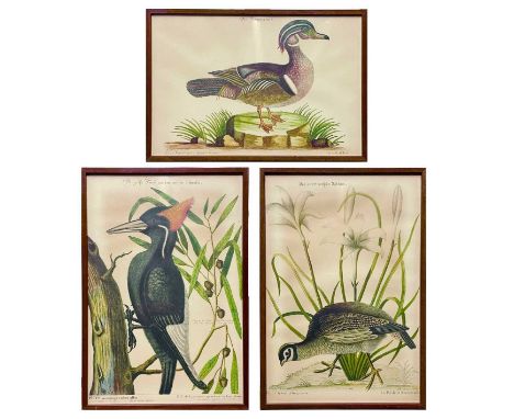 Three 20th century coloured prints of birds after Mark Catesby. 20th century, each 43X29cm.