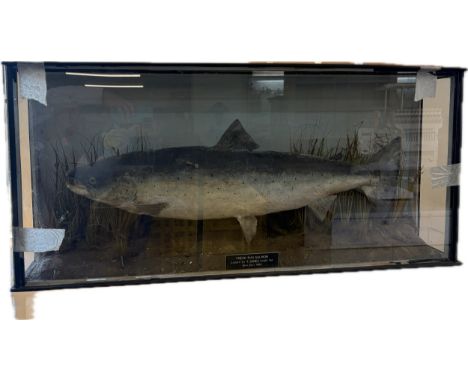 Large cased taxidermy fresh run Salmon, caught by T Jones, River Tay, July 1982. Approximate case measurements: Height 18 inc