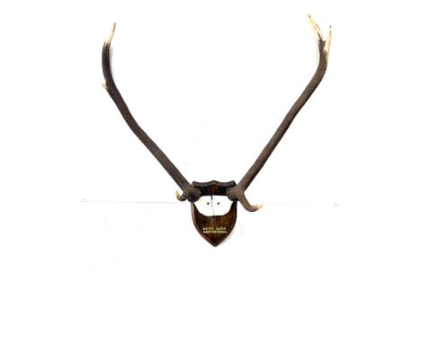 Set of vintage animal horns dated Sept 1962 Ardtornish