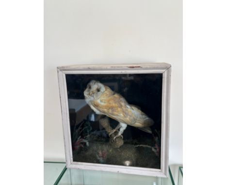Framed Taxidermy owl Figure measures approximately 15 inches wide 15 inches depth