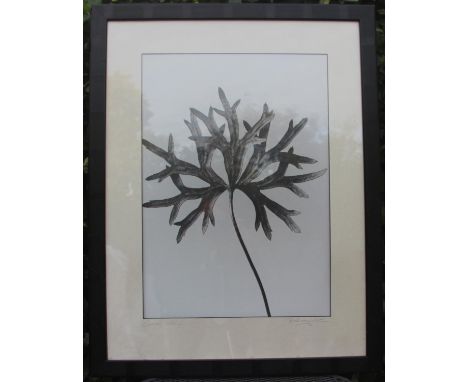 In the manner of Karl Blossfeldt's Anconitum anthora (Monkshood) framed and glazed. Strikingly modern and inherently beautifu