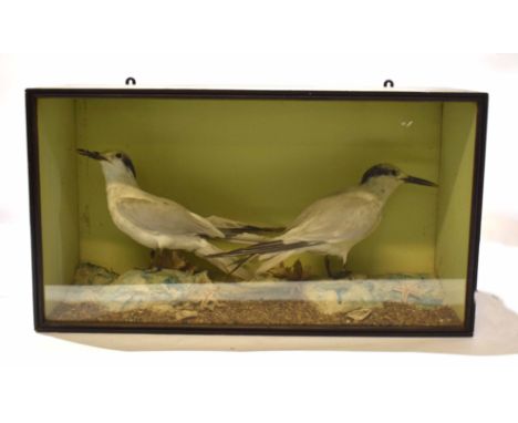 Taxidermy cased pair of gulls in naturalistic setting, by H N Pashley of Cley, 34 x 60cm