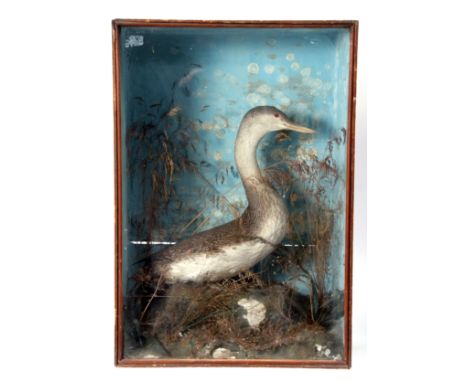 Taxidermy cased Dipper in naturalistic setting, 66 x 46cm