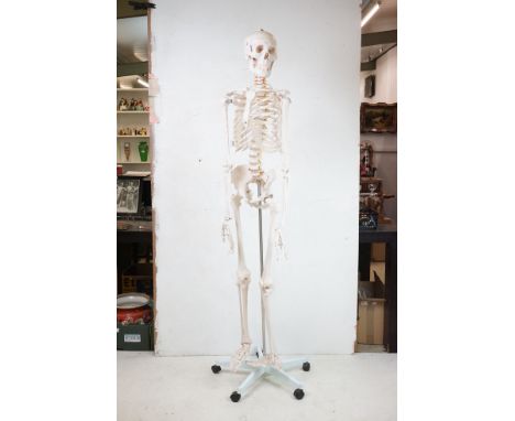 A full size medical students skeleton on rolling stand. 