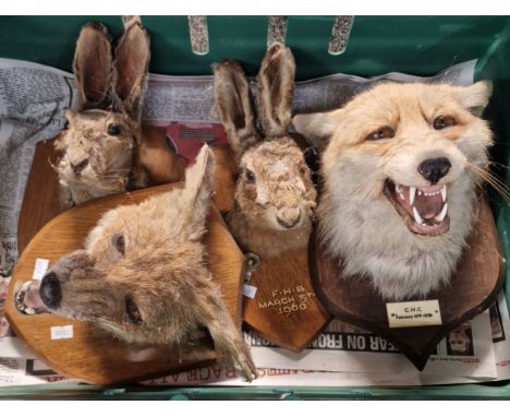 Taxidermy - two fox-head masks on oak shield shaped plaques, one marked CHC February 10th 1938, together with two hare masks 