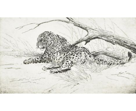 A Peyton dry point etching, Leopard, limited edition 13/100 22.5 cm X 35 cm 
